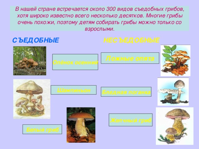В нашей стране встречается около 300 видов съедобных грибов, хотя широко известно всего несколько десятков. Многие грибы очень похожи, поэтому детям собирать грибы можно только со взрослыми . СЪЕДОБНЫЕ НЕСЪЕДОБНЫЕ Ложные опята Опёнок осенний Шампиньон Бледная поганка Желчный гриб Белый гриб 