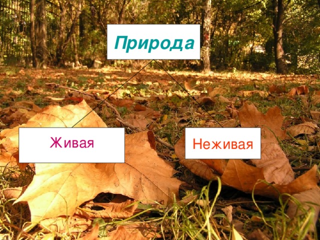 Природа Неживая Живая 