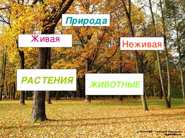 Природа Живая Неживая РАСТЕНИЯ ЖИВОТНЫЕ 