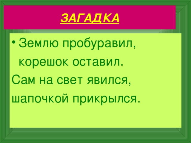 ЗАГАДКА Землю пробуравил,  корешок оставил. Сам на свет явился, шапочкой прикрылся. 