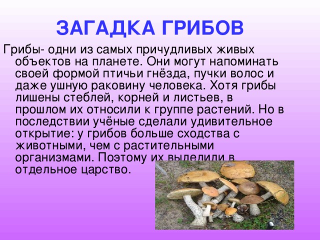 ЗАГАДКА ГРИБОВ Грибы- одни из самых причудливых живых объектов на планете. Они могут напоминать своей формой птичьи гнёзда, пучки волос и даже ушную раковину человека. Хотя грибы лишены стеблей, корней и листьев, в прошлом их относили к группе растений. Но в последствии учёные сделали удивительное открытие: у грибов больше сходства с животными, чем с растительными организмами. Поэтому их выделили в отдельное царство. 