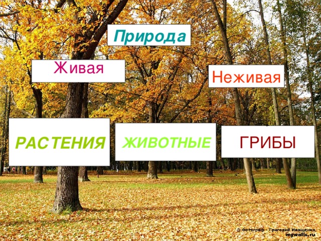 Природа Живая Неживая РАСТЕНИЯ ЖИВОТНЫЕ ГРИБЫ 