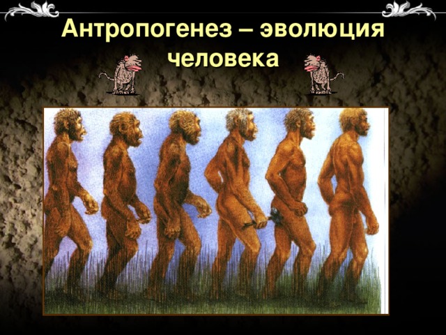 Антропогенез – эволюция человека 