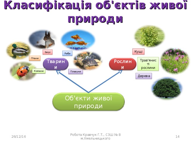 Класифікація об'єктів живої природи Кущі Звірі Риби Птахи Трав'янисті рослини Рослини Тварини Комахи Плазуни Дерева Об'єкти живої природи 26/12/16 Робота Кравчук Г.Т., СЗШ № 8 м.Хмельницького  