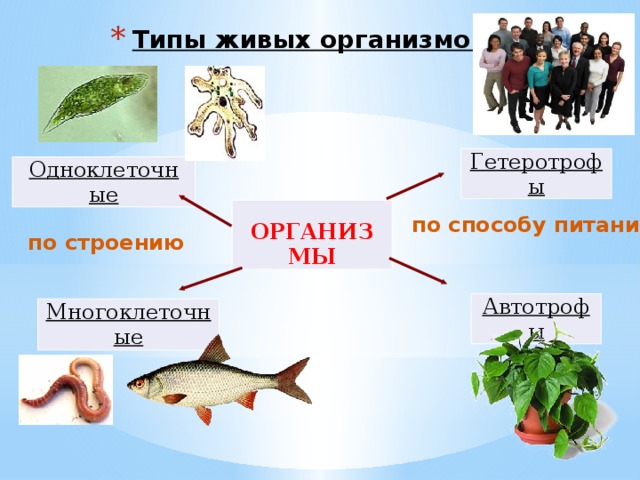 Типы живых организмов