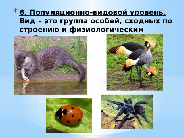 6. Популяционно-видовой уровень.  Вид – это группа особей, сходных по строению и физиологическим особенностям. 