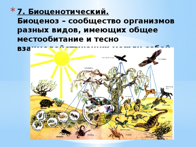 Пример биоценотического уровня организации живого. Сообщества организмов. Биоценотический уровень организации примеры.