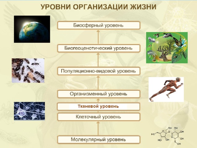 Структурные уровни иерархически организованной системы живой материи