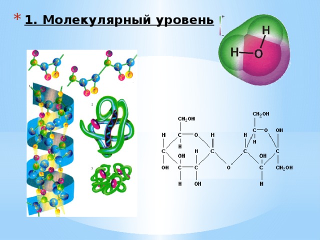 Молекулярный уровень организации живого. Молекулярный уровень. Процессы молекулярного уровня. Атомный уровень организации. Атомный уровень организации живого.