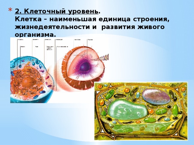 Клетка единица организма. Клетка единица строения живых организмов. Клетка единица жизнедеятельности живого организма. Клетка наименьшая единица живого. Клетка основа строения и жизнедеятельности организмов.