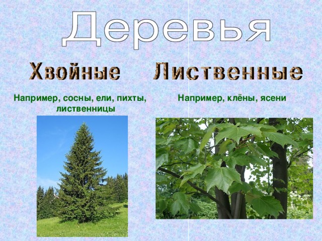 примеры сосновых. сосна представитель голосеменных растений. примеры сосновых. класс хвойные растения. примеры сосновых.