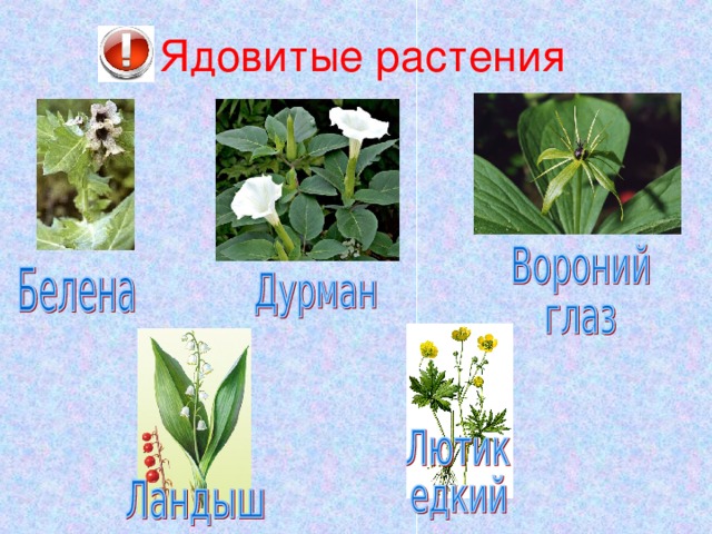 Ядовитые растения 