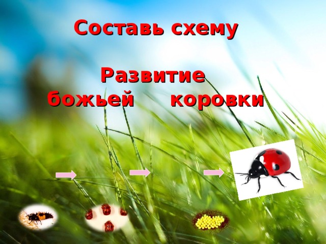 Составь схему   Развитие  божьей коровки 
