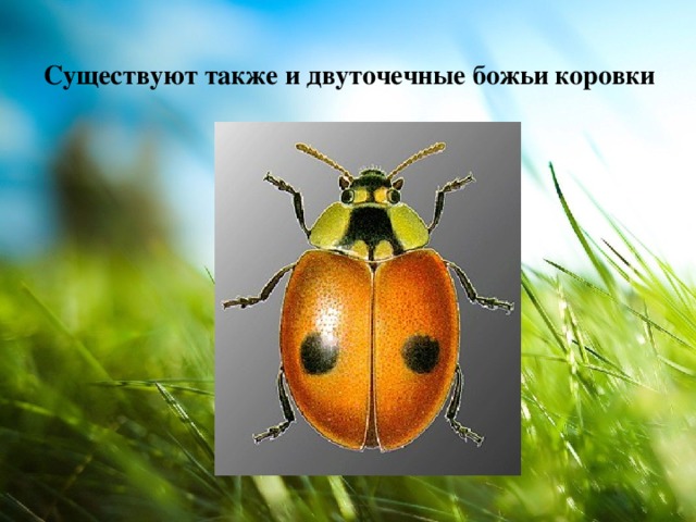 Существуют также и двуточечные божьи коровки  