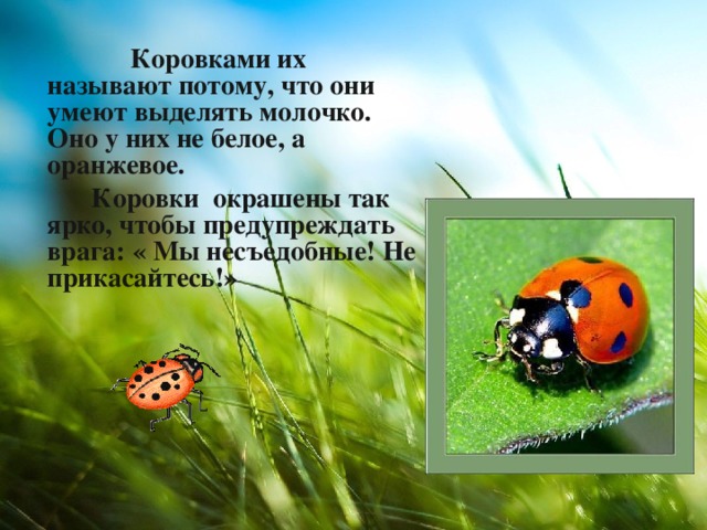  Коровками их называют потому, что они умеют выделять молочко. Оно у них не белое, а оранжевое.   Коровки окрашены так ярко, чтобы предупреждать врага: « Мы несъедобные! Не прикасайтесь!» 