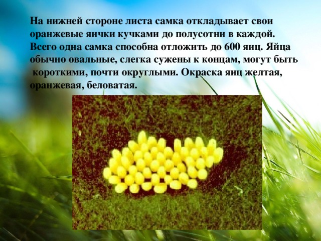 На нижней стороне листа самка откладывает свои оранжевые яички кучками до полусотни в каждой. Всего одна самка способна отложить до 600 яиц. Яйца обычно овальные, слегка сужены к концам, могут быть короткими, почти округлыми. Окраска яиц желтая, оранжевая, беловатая.  