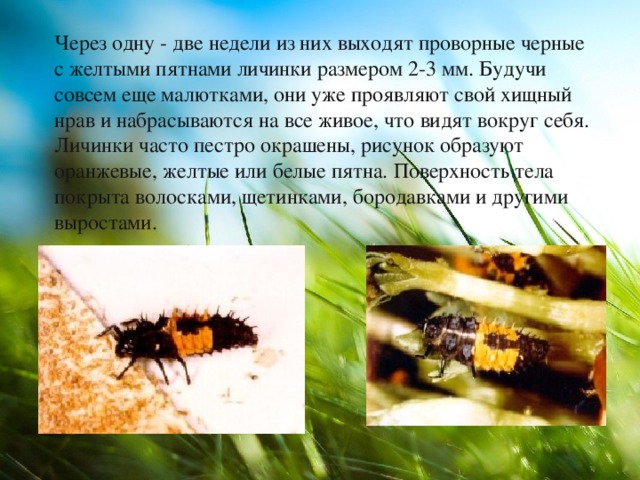 Через одну - две недели из них выходят проворные черные с желтыми пятнами личинки размером 2-3 мм. Будучи совсем еще малютками, они уже проявляют свой хищный нрав и набрасываются на все живое, что видят вокруг себя. Личинки часто пестро окрашены, рисунок образуют оранжевые, желтые или белые пятна. Поверхность тела покрыта волосками, щетинками, бородавками и другими выростами. 