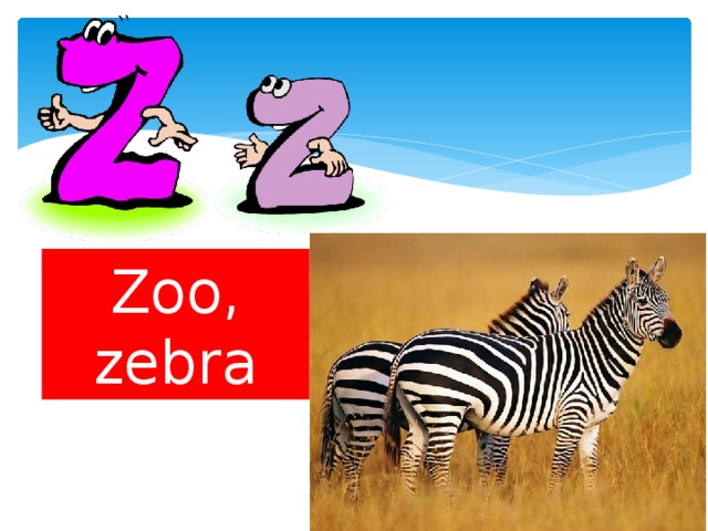 Zoo, zebra 