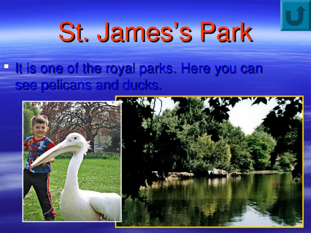 St. James’s Park It is one of the royal parks. Here you can see pelicans and ducks. 