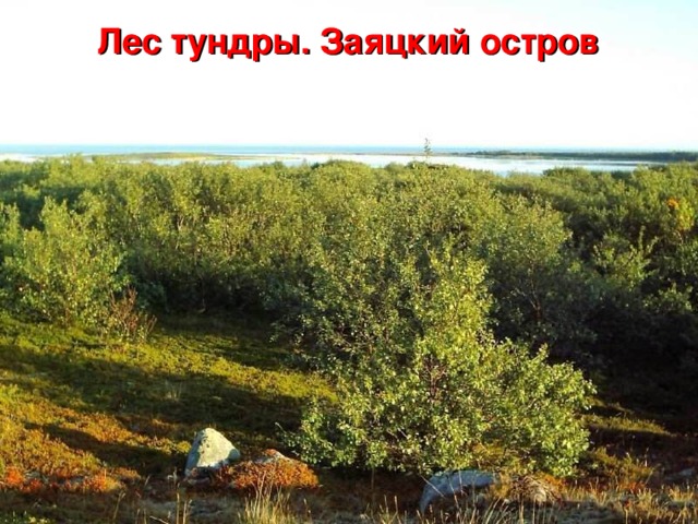 Лес тундры. Заяцкий остров 