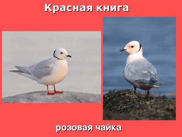 Чайка красная книга