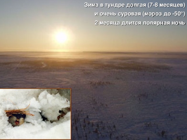 Зима в тундре долгая (7-8 месяцев) и очень суровая (мороз до -50  ) 2 месяца длится полярная ночь 
