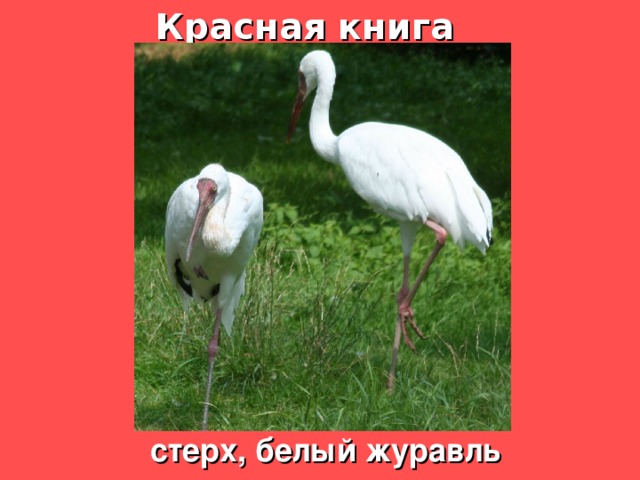 Красная книга стерх, белый журавль 