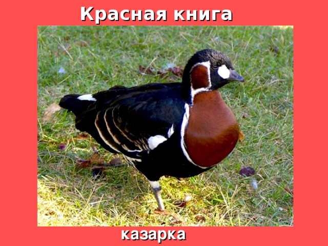 Красная книга казарка 