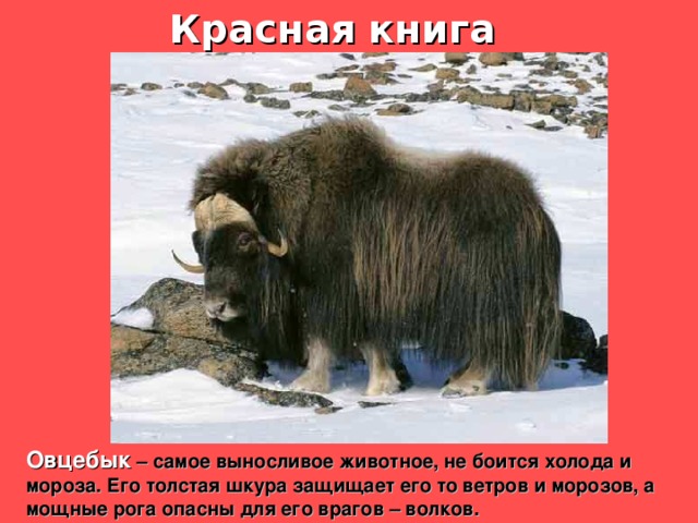 Красная книга Овцебык – самое выносливое животное, не боится холода и мороза. Его толстая шкура защищает его то ветров и морозов, а мощные рога опасны для его врагов – волков. Овцебык. 