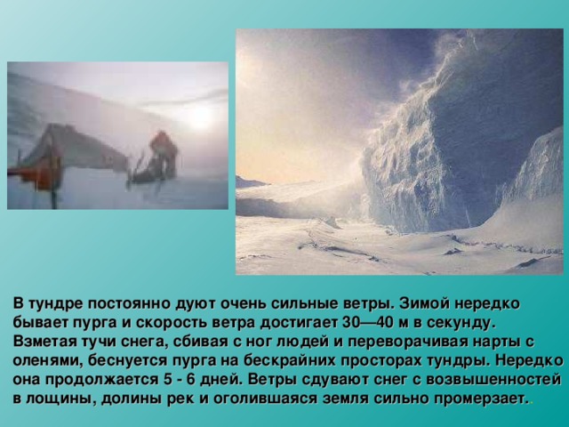 В тундре постоянно дуют очень сильные ветры. Зимой нередко бывает пурга и скорость ветра достигает 30—40 м в секунду. Взметая тучи снега, сбивая с ног людей и переворачивая нарты с оленями, беснуется пурга на бескрайних просторах тундры. Нередко она продолжается 5 - 6 дней. Ветры сдувают снег с возвышенностей в лощины, долины рек и оголившаяся земля сильно промерзает. . 