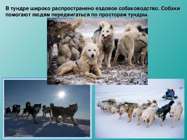 В тундре широко распространено ездовое собаководство. Собаки помогают людям передвигаться по просторам тундры.   
