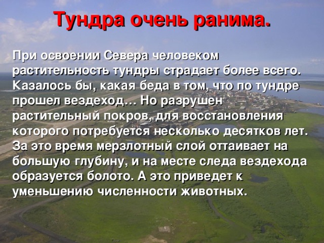 Тундра очень ранима. При освоении Севера человеком растительность тундры страдает более всего. Казалось бы, какая беда в том, что по тундре прошел вездеход… Но разрушен растительный покров, для восстановления которого потребуется несколько десятков лет. За это время мерзлотный слой оттаивает на большую глубину, и на месте следа вездехода образуется болото. А это приведет к уменьшению численности животных. 