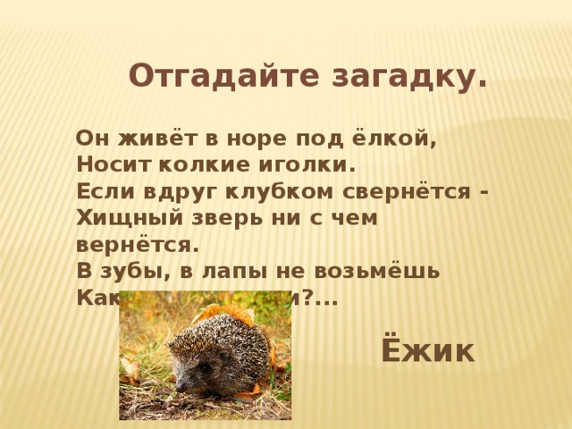 Отгадайте загадку. Он живёт в норе под ёлкой,  Носит колкие иголки.  Если вдруг клубком свернётся -  Хищный зверь ни с чем вернётся.  В зубы, в лапы не возьмёшь  Как его прозвали?... Ёжик 