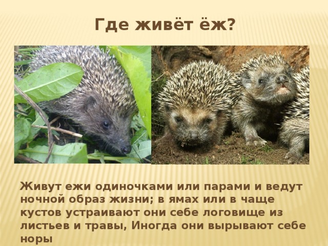 Где живёт ёж? Живут ежи одиночками или парами и ведут ночной образ жизни; в ямах или в чаще кустов устраивают они себе логовище из листьев и травы, Иногда они вырывают себе норы 