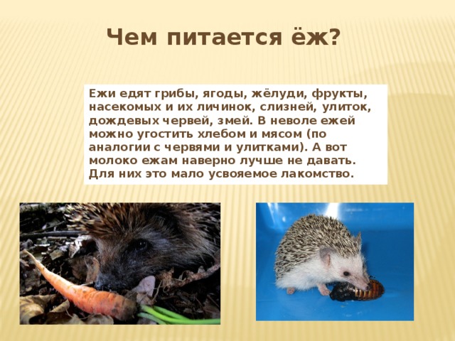 Чем питается ёж?   Ежи едят грибы, ягоды, жёлуди, фрукты, насекомых и их личинок, слизней, улиток, дождевых червей, змей. В неволе ежей можно угостить хлебом и мясом (по аналогии с червями и улитками). А вот молоко ежам наверно лучше не давать. Для них это мало  усвояемое лакомство. 