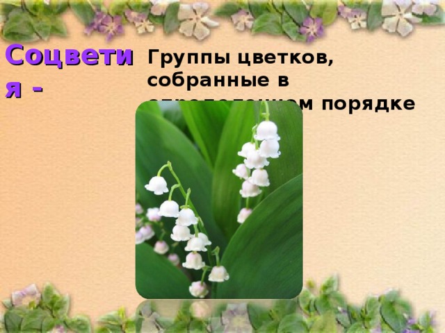 Соцветия -  Группы цветков, собранные в определенном порядке 