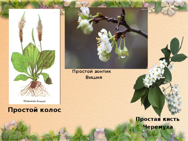 Простой зонтик Вишня Простой колос   Простая кисть Черемуха 