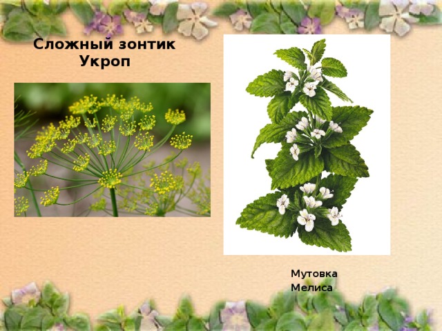 завиток извилина развилина соцветия. соцветия цветков. дихазий соцветие. мутовка что это у растений. виды соцветий мутовка.