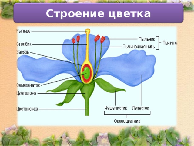 Строение цветка простой околоцветник