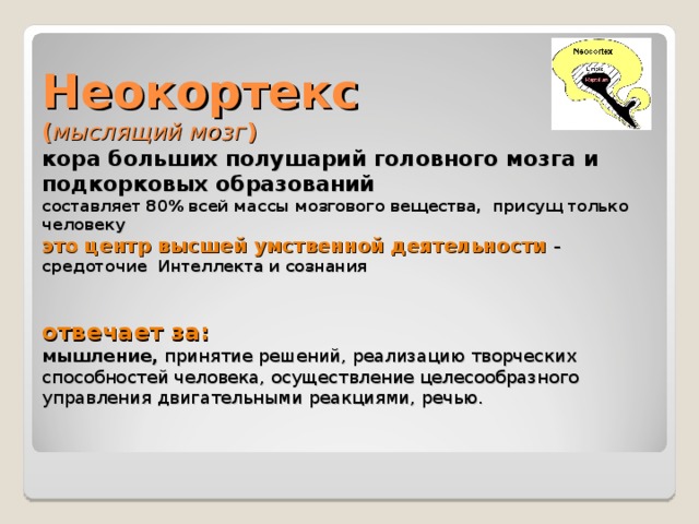 Неокортекс  ( мыслящий мозг )  кора больших полушарий головного мозга и подкорковых образований  составляет 80% всей массы мозгового вещества, присущ только человеку  это центр высшей умственной деятельности – средоточие Интеллекта и сознания    отвечает за:  мышление, принятие решений, реализацию творческих способностей человека, осуществление целесообразного управления двигательными реакциями, речью.     