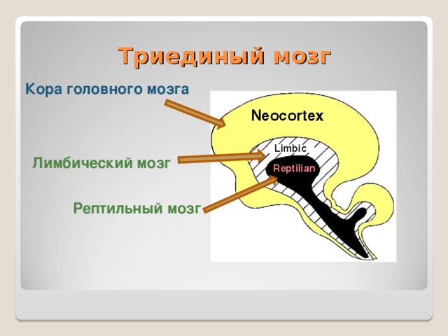 Триединый мозг Кора головного мозга Лимбический мозг Рептильный мозг  