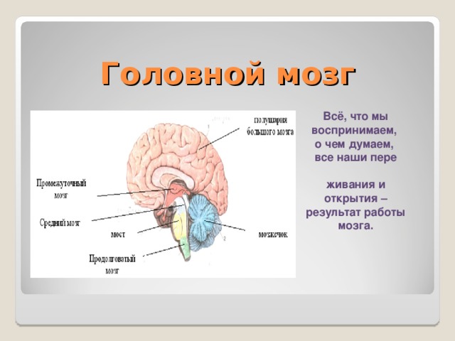 Головной мозг Всё, что мы воспринимаем, о чем думаем, все наши пере  живания и открытия – результат работы мозга.  