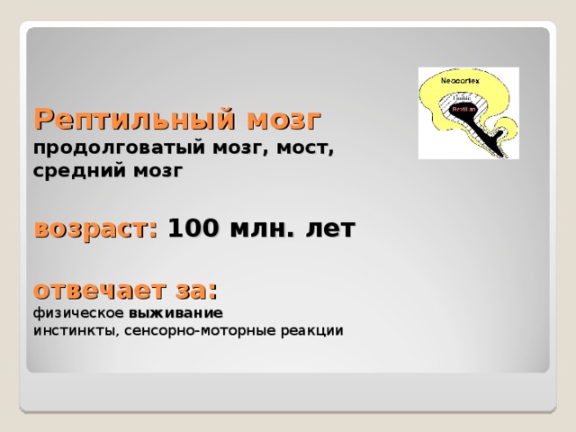  Рептильный мозг  продолговатый мозг, мост,  средний мозг   возраст: 100 млн. лет   отвечает за:  физическое выживание  инстинкты, сенсорно-моторные реакции       