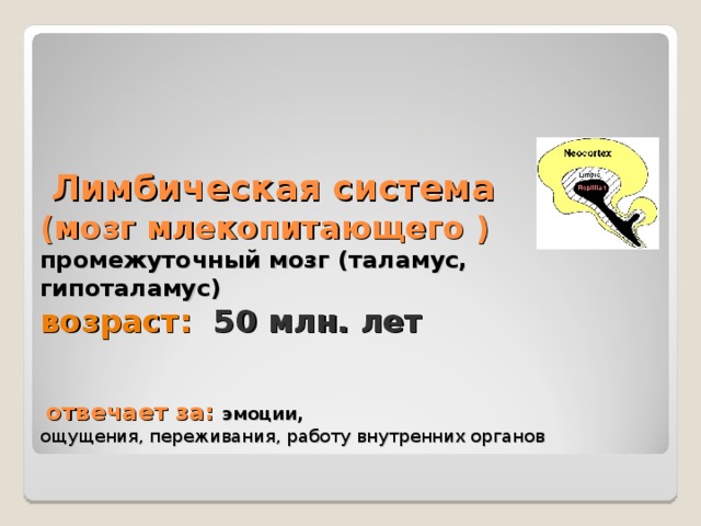     Лимбическая система  (мозг млекопитающего )  промежуточный мозг (таламус, гипоталамус)  возраст: 50 млн. лет       отвечает за: эмоции,  ощущения, переживания, работу внутренних органов            
