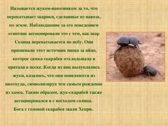 Называется жуком-навозником за то, что перекатывает шарики, сделанные из навоза, по земле. Наблюдавшие за его поведением египтяне ассоциировали это с тем, как шар Солнца перекатывается по небу. Они принимали этот источник пищи за яйцо, которое самка скарабея откладывала и прятала в песке. Когда из яиц вылуплялись жуки, казалось, что они появляются из ниоткуда, символизируя тем самым рождение из хаоса. Таким образом, жук-скарабей также ассоциировался и с восходом солнца. Бога с головой скарабея звали Хепри. 