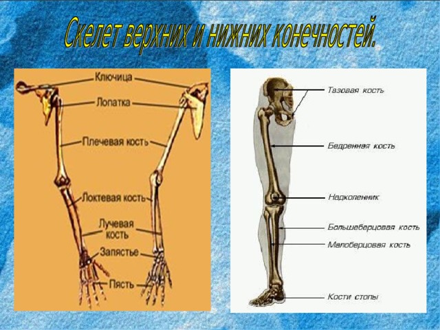 Скелет верхней конечности таблица