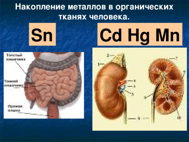 Накопление металлов в органических тканях человека. Sn Cd Hg Mn 