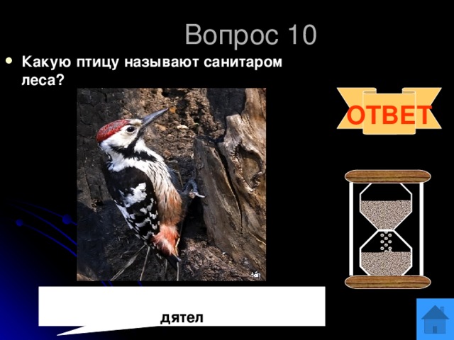 Вопрос 10 Какую птицу называют санитаром леса? ОТВЕТ  дятел 