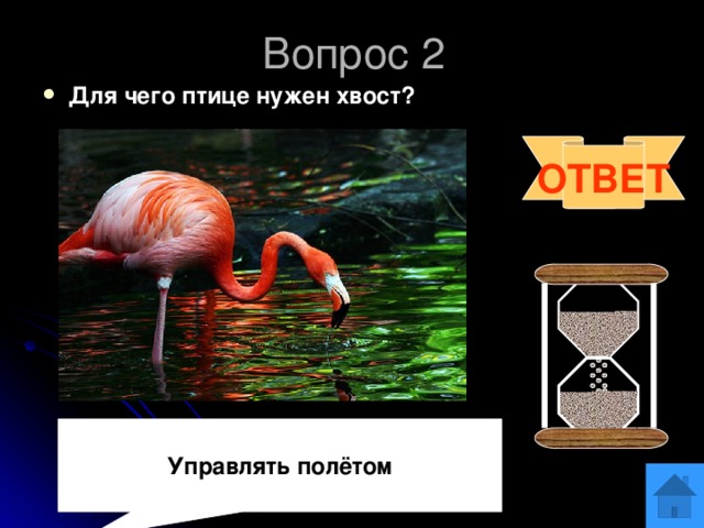 Вопрос 2 Для чего птице нужен хвост? ОТВЕТ  Управлять полётом 