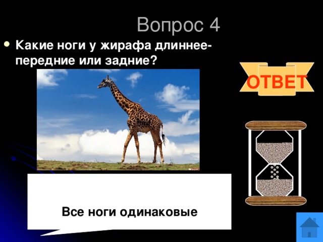 Вопрос 4 Какие ноги у жирафа длиннее- передние или задние? ОТВЕТ   Все ноги одинаковые 